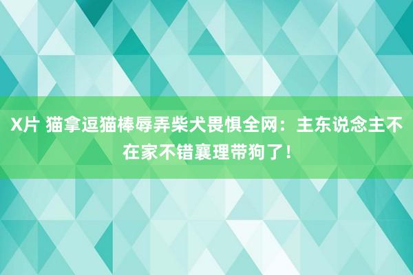 X片 猫拿逗猫棒辱弄柴犬畏惧全网：主东说念主不在家不错襄理带狗了！